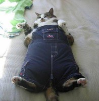 GATO GORDO